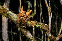 Bark spider (Caerostris sexcuspidata) resting camouflaged on a branch, Madagascar