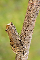 Goat moth (Cossus cossus) camouflaged on twig, Calabria, Italy.