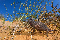 Namaqua chameleon (Chamaeleo namaquensis) Swakopmund, Namibia.