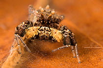 Dandy jumping spider (Portia schultzi) Botswana