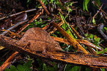 Elongate leaf chameleon (Palleon nasus) Ranomafana National Park Madagascar