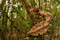 Satanic leaf-tailed gecko (Uroplatus phantasticus) Ranomafana National Park, Madagascar