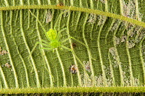 Huntsman spider (Chrosioderma sp) camouflaged against a green leaf, Andasibe-Mantadia National Park, Madagascar.