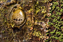 Mossy leaf-tailed gecko (Uroplatus sikorae) close up of eye and  mouth fringes, close to real moss, Madagascar