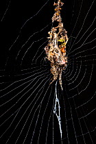 Spider (Cyclosa sp) which camouflages itself among debris on its web, Madagascar