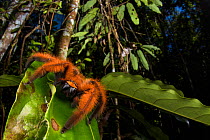 Giant huntsman spider (Megaloremmius leo) female, Mitsinjo Nature Reserve, Madagascar.