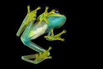 Green bright-eyed frog (Boophis viridis) low angle view showing transparent body, Andasibe, Madagascar