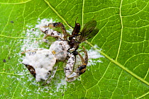 Bird-dropping spider (Phrynarachne decipiens), this spider is a dung mimic itself, and also adds dead prey to web to increase dung like appearance, Poring Hot Springs, Sarawak, Borneo