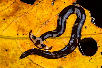 Hammerhead worms (Bipalium sp) on leaf, Sarawak. Borneo.