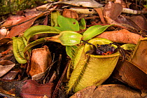 Land crab (Geosesarma sp.) which raids Pitcher plant (Nepenthes ampullaria) for prey, Sarawak. Borneo.