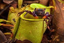Land crab (Geosesarma sp.) which raids Pitcher plant (Nepenthes ampullaria) for prey, Sarawak, Borneo.