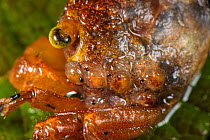 Mandarin Crab (Geosesarma notophorum), adult female with her spawn on the carapace, Pulau Lingga, Sumatra, Indonesia.