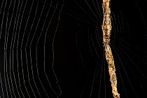 Spider (Cyclosa sp.) camouflaged on its own web by debris it attached to it, mimicing stick, Los Amigos Biological Station, Peru