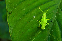 Cone-head katydid (Copiphora cornuta) on darker coloured leaf, Peru