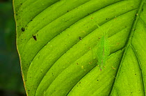 Cone-head katydid (Copiphora cornuta) camouflaged on light coloured leaf, Peru