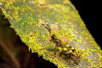 Moss-mimic grasshopper (Aptoceras sp.) camouflaged, Peru