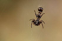 Ant mimic orb weaving spider (Micrathena sp) Peru.
