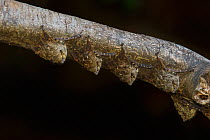 Proboscis bats (Rhynchonycteris naso) camougflaged under branch, Peru.
