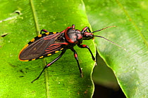 Assassin bug (Reduviidae sp) Peru