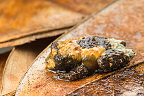 Bird-dung frog (Theloderma asperum) captive, occurs in Asia.