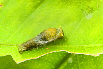 Great mormon (Papilio memnon) caterpillar mimicking a bird faeces, Captive, occurs in Asia.