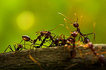 Weaver ants (Oecophylla smaragdina) Sabah, Malaysian Borneo.