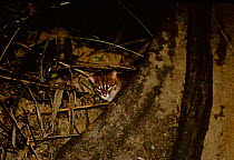 Flat-headed Cat (Prionailurus planiceps)  Sabah, Borneo, Malaysia