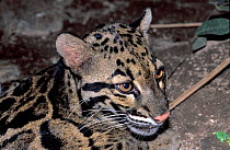 Sunda clouded leopard (Neofelis diardi) portrait, captive occurs in Borneo and Sumatra.