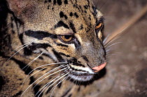 Clouded leopard (Neofelis nebulosa) portrait, captive, occurs in South East Asia.