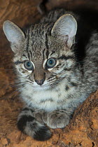 Geoffroy's cat (Leopardus geoffroyi) captive, occurs in South America.