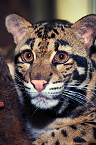 Sunda clouded leopard (Neofelis diardi) portrait, captive occurs in Borneo and Sumatra.