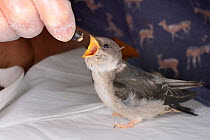 Orphaned House martin chick (Delichon urbicum) being hand fed with insect food by Judith Wakelam in her home, Worlington, Suffolk, UK, July. Model released.