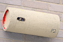 House sparrow (Passer domesticus) using a nestbox intended for Common swifts (Apus apus) made from plastic piping, attached to the wall of a block of flats, Edgecombe, Cambridge, UK, July.