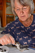 Judith Wakelam hand-feeding an orphaned House martin chick (Delichon urbicum) with insect food in her home, Worlington, Suffolk, UK, July. Model released.