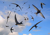 Common swifts (Apus apus) flying overhead, Wiltshire, UK, June.  Digital composite image.