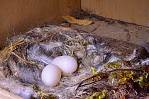 Two Common swift eggs (Apus apus) in a nest box in a church belfry, inspected during a ringing study, Worlington, Suffolk, UK, July.