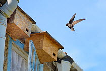 Common swift (Apus apus) flying to a nest box with its throat pouch bulging with insects it has caught to feed its chicks, Hilperton, Wiltshire, UK, June.