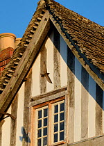 Common swift (Apus apus) flying back to its nest under the roof of an old half-timbered house with several swift nests under it, Lacock, Wiltshire, UK, June.
