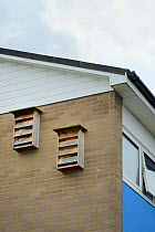 Two multiple nestboxes for Common swifts (Apus apus)  attached to the wall of a block of flats, Edgecombe, Cambridge, UK, July.