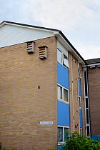 Two multiple nestboxes for Common swifts (Apus apus) made from  attached to the wall of a block of flats, Edgecombe, Cambridge, UK, July.