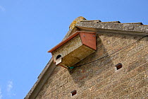 Swift nestbox on a house wall alongside hollow "swift brick" entrances to nest boxes in a roof space, Worlington, Suffolk, UK, July.
