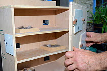 Nestbox being built for Common swifts (Apus apus) with nest cups, access ports for nest inspection and CCTV cameras, to be fitted in a church tower, Hilperton, Wiltshire, UK, June. Model released.