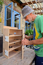 Roger Beckett building a nestbox for Common swifts (Apus apus) with nest cups, access ports for nest inspection and CCTV cameras, to be fitted in a church tower, Hilperton, Wiltshire, UK, June. Model...