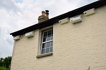 Five nest boxes for Common swifts (Apus apus) attached under the eaves of a house, Milton, Cambridge, UK, July.