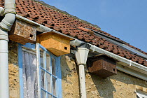 Swift nest boxes atached to the eaves of a cottage, Hilperton, Wiltshire, UK, June.