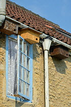 Swift nest boxes atached to the eaves of a cottage, Hilperton, Wiltshire, UK, June.
