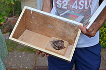 Hollow swift nest box with a feather filled nest cup held by a member of the local swift group, Bradford-on-Avon, Wiltshire, UK, June. Model released.