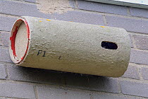 Nestbox for Common swifts (Apus apus) made from plastic piping, attached to the wall of a block of flats, Edgecombe, Cambridge, UK, July.