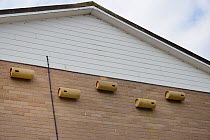 Five nestboxes for Common swifts (Apus apus) made from plastic piping, attached to the wall of a block of flats, Edgecombe, Cambridge, UK, July.