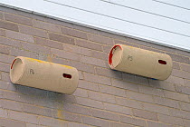 Two nestboxes for Common swifts (Apus apus) made from plastic piping, attached to the wall of a block of flats, Edgecombe, Cambridge, UK, July.